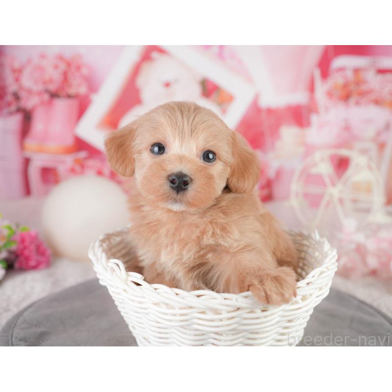 販売中の千葉県のミックス犬-448152の4枚目