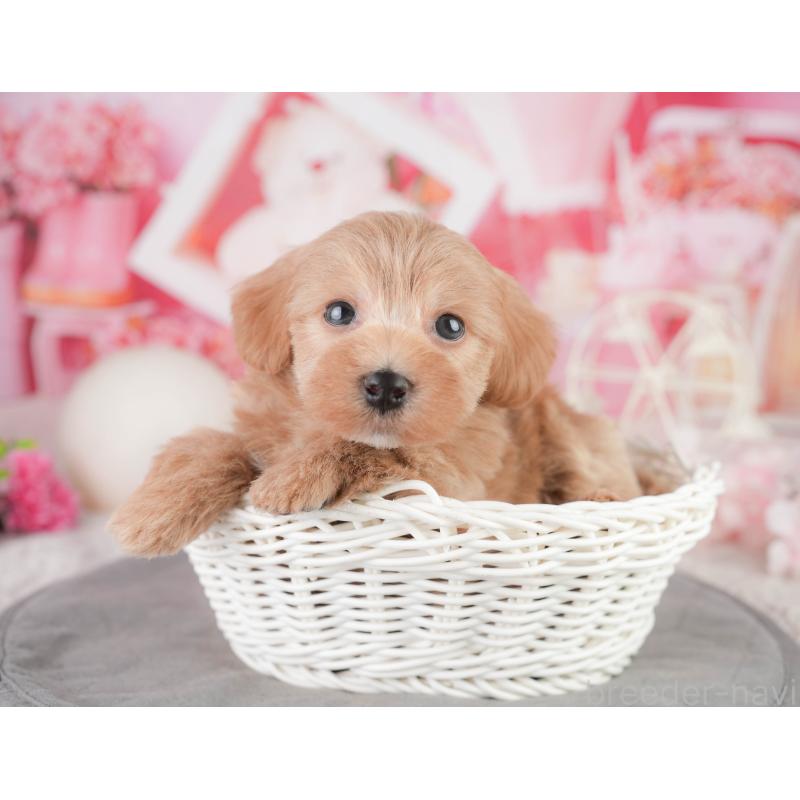 販売中の千葉県のミックス犬-448152の3枚目