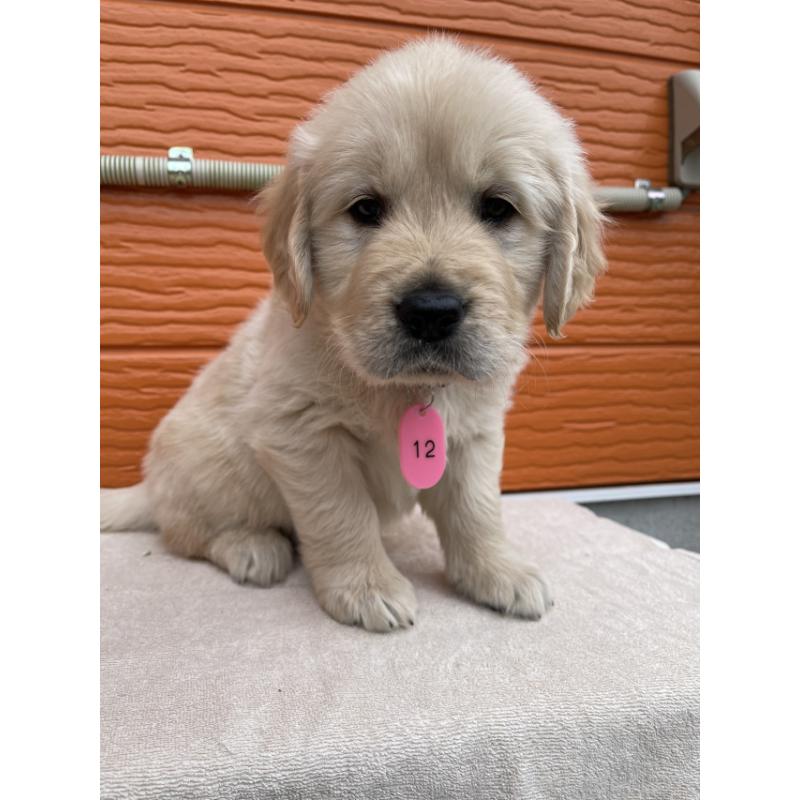 販売中の茨城県のゴールデンレトリーバー-447951の7枚目