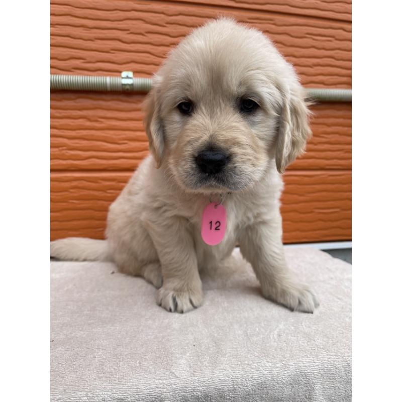 販売中の茨城県のゴールデンレトリーバー-447951の5枚目