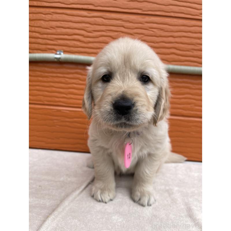 販売中の茨城県のゴールデンレトリーバー-447951の4枚目