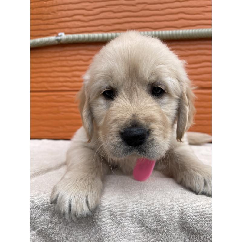 販売中の茨城県のゴールデンレトリーバー-447951の2枚目