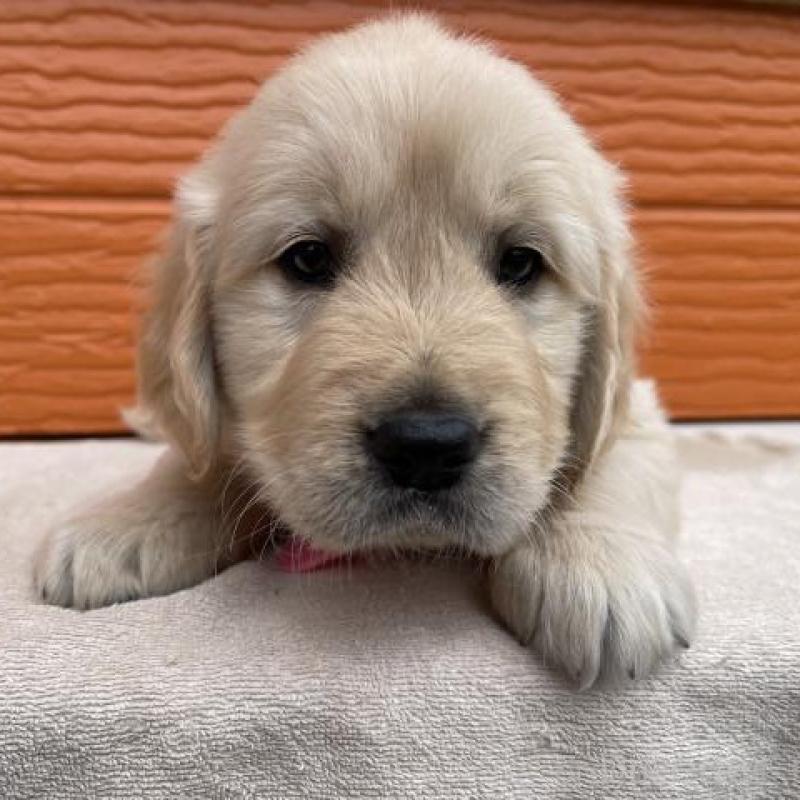 販売中の茨城県のゴールデンレトリーバー-447951の1枚目