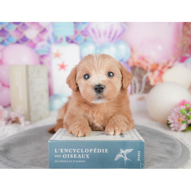 販売中の千葉県のミックス犬-448147の1枚目