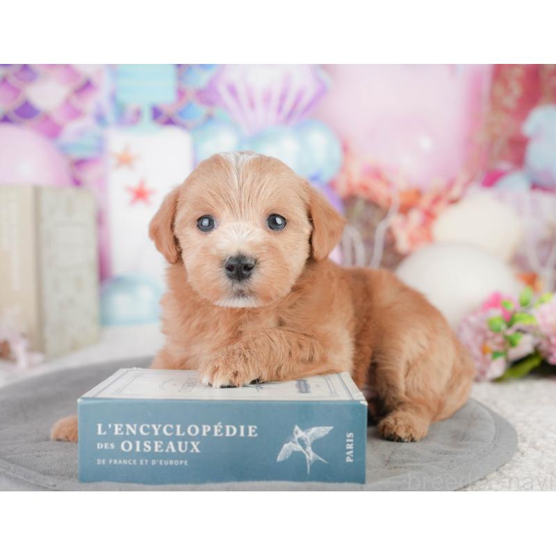 販売中の千葉県のミックス犬-448147の11枚目