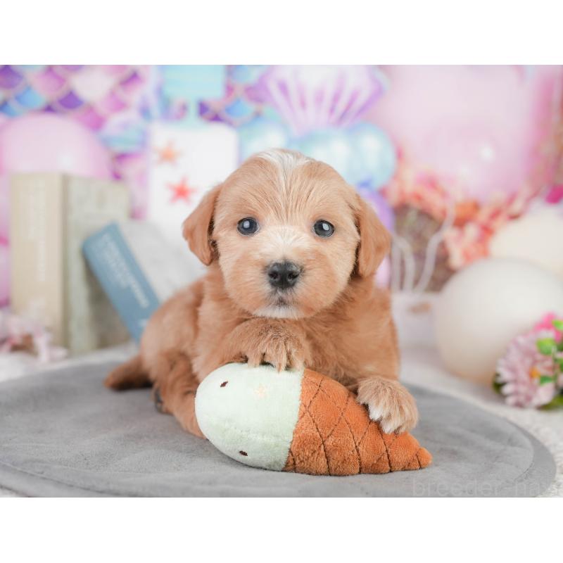 販売中の千葉県のミックス犬-448147の10枚目