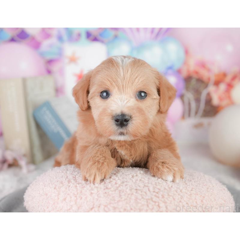 販売中の千葉県のミックス犬-448147の8枚目