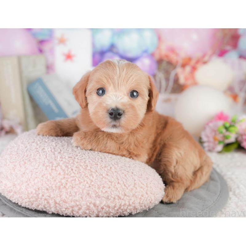 販売中の千葉県のミックス犬-448147の7枚目