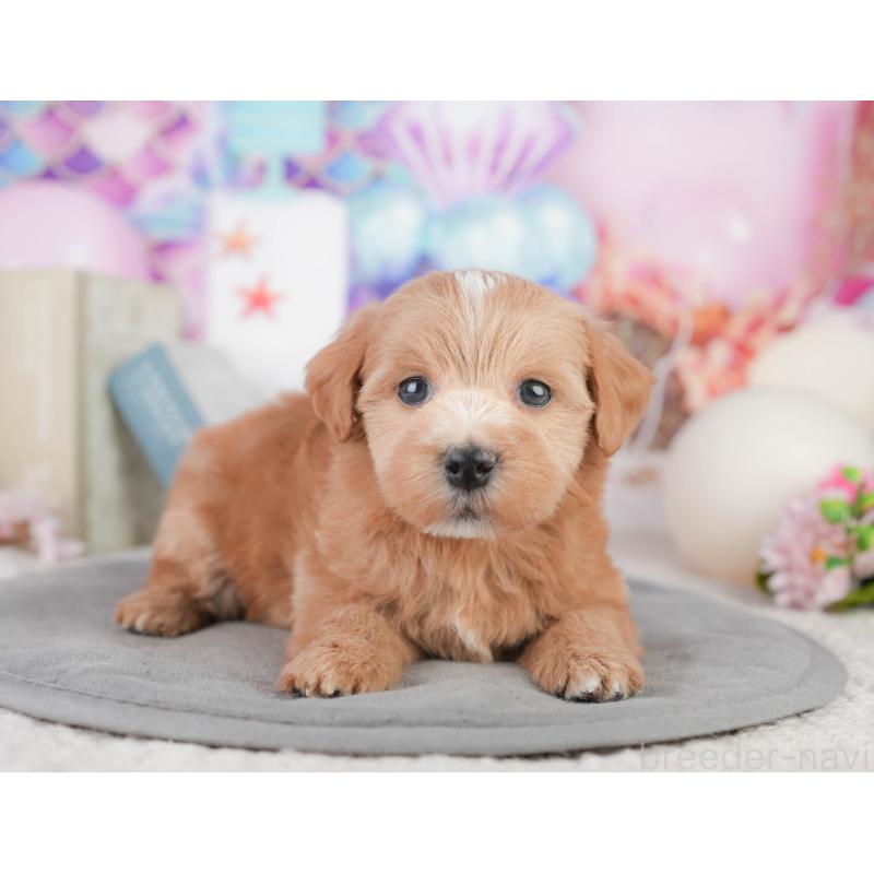 販売中の千葉県のミックス犬-448147の6枚目