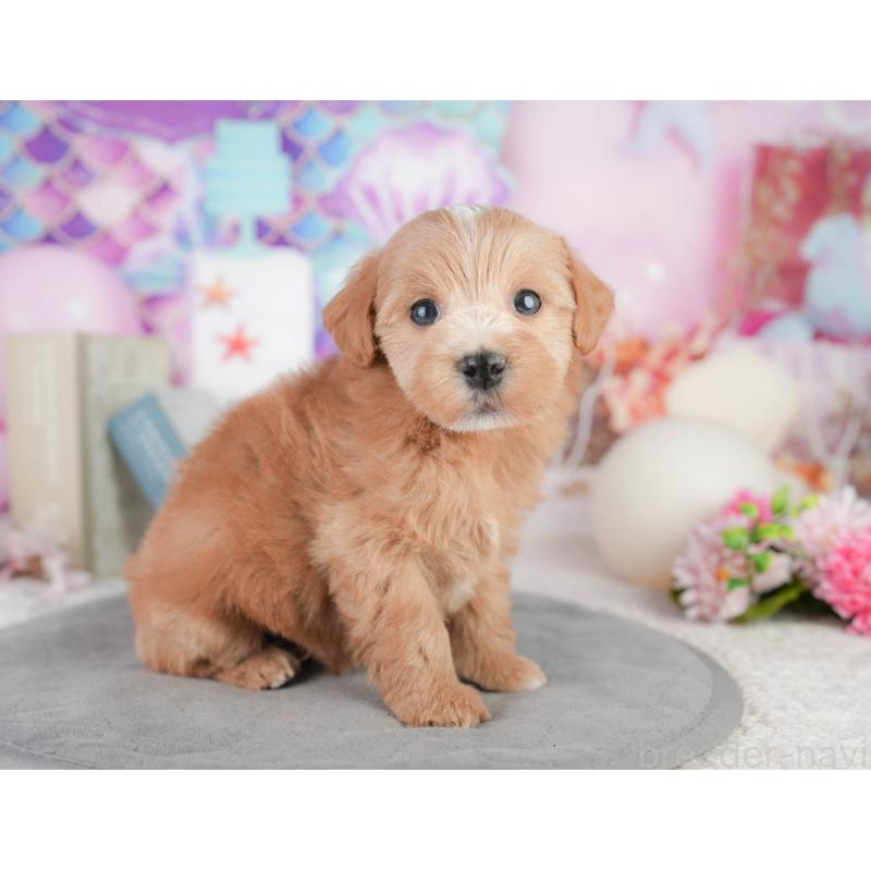 販売中の千葉県のミックス犬-448147の5枚目