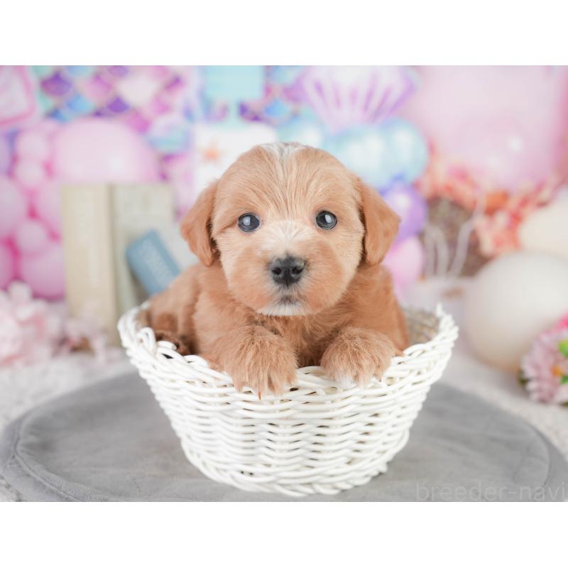 販売中の千葉県のミックス犬-448147の4枚目