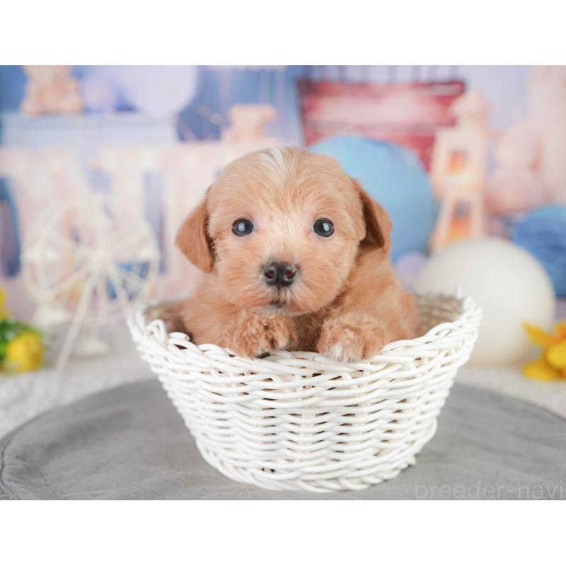 販売中の千葉県のミックス犬-448141の1枚目