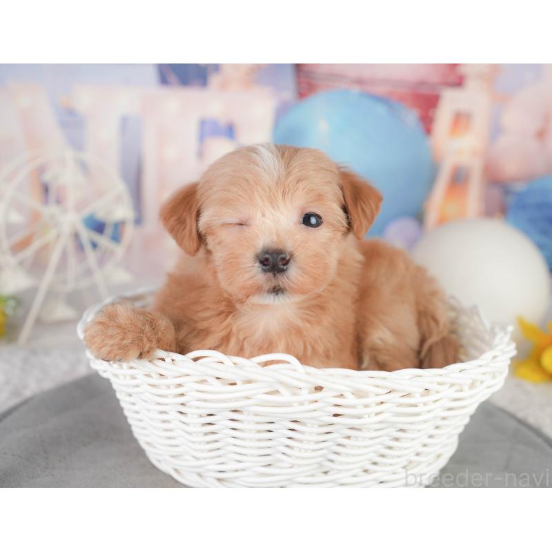 販売中の千葉県のミックス犬-448141の11枚目