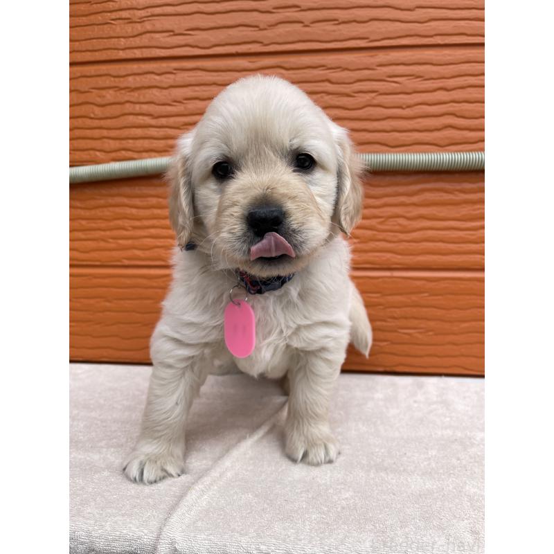 販売中の茨城県のゴールデンレトリーバー-447953の8枚目