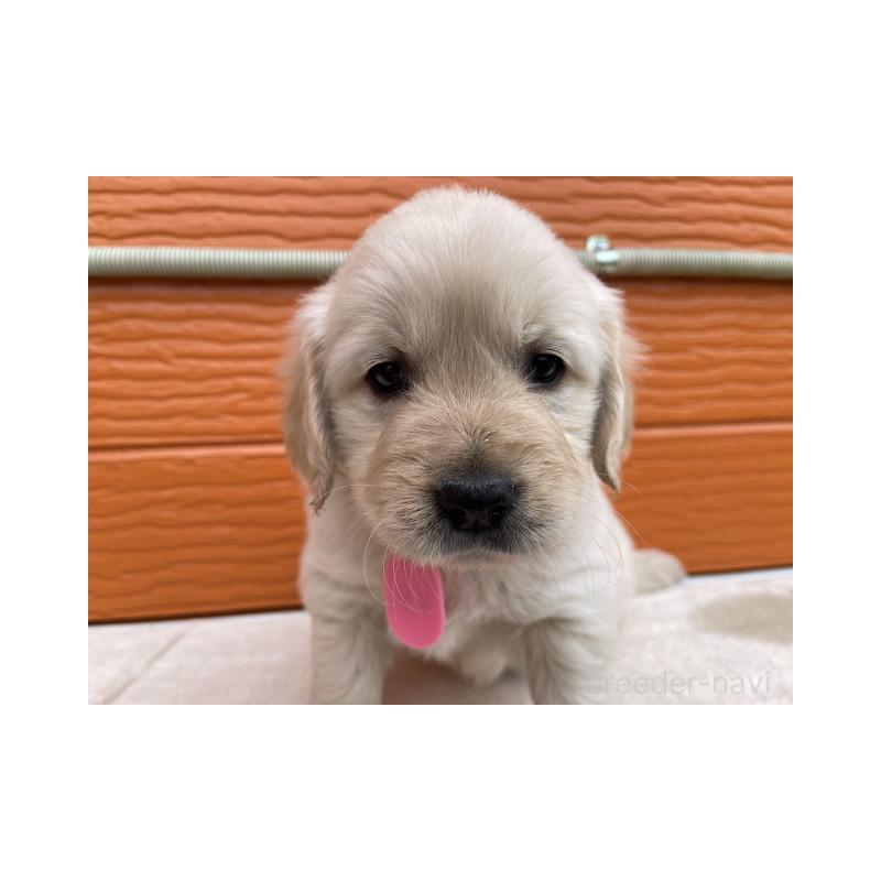 販売中の茨城県のゴールデンレトリーバー-447953の6枚目