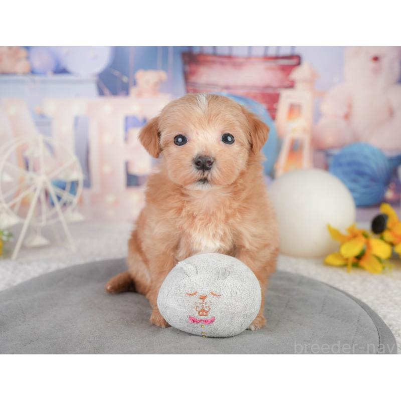 販売中の千葉県のミックス犬-448141の10枚目