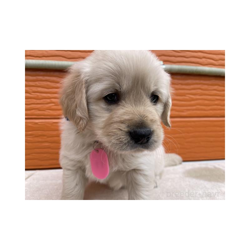 販売中の茨城県のゴールデンレトリーバー-447953の5枚目