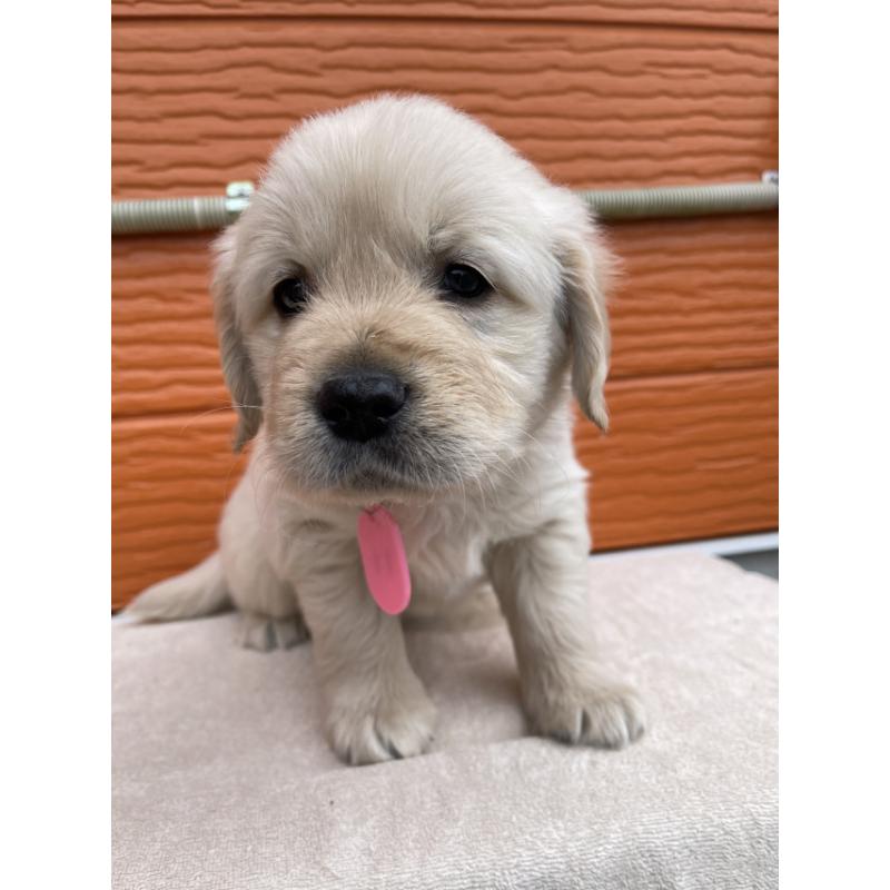 販売中の茨城県のゴールデンレトリーバー-447953の4枚目