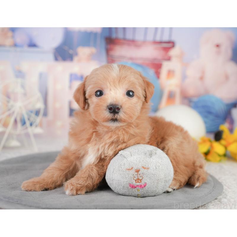 販売中の千葉県のミックス犬-448141の9枚目