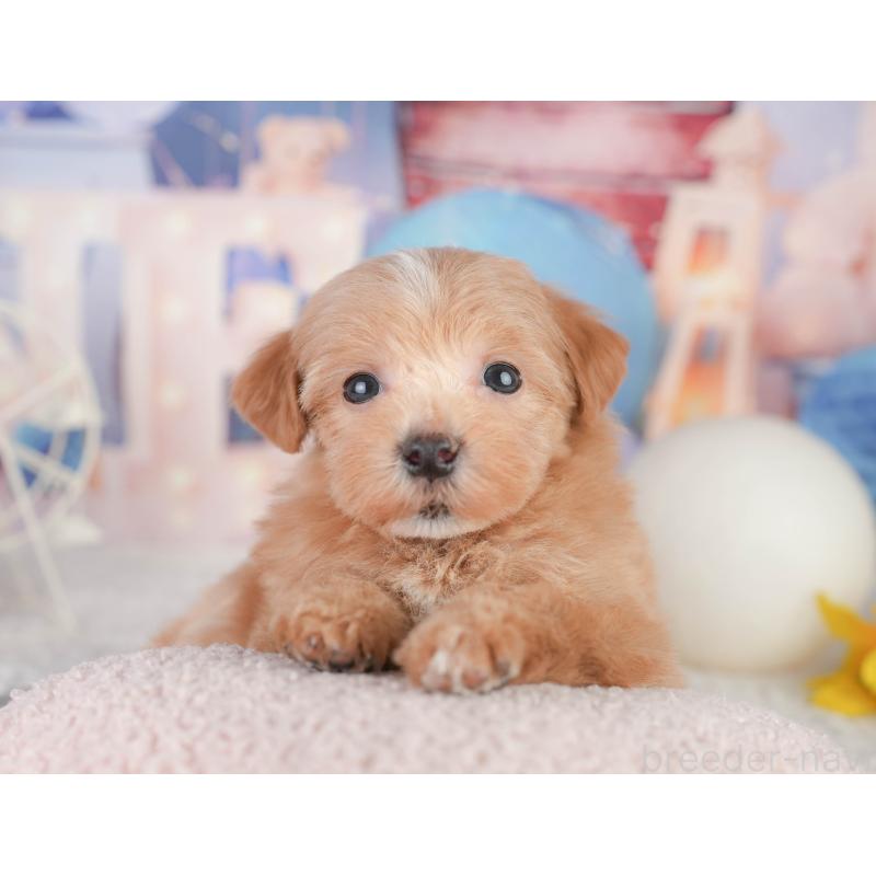 販売中の千葉県のミックス犬-448141の8枚目