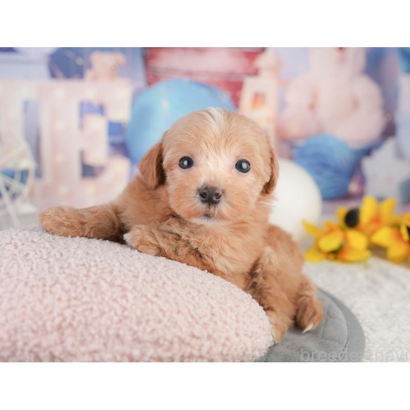 販売中の千葉県のミックス犬-448141の7枚目