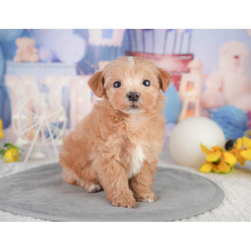 販売中の千葉県のミックス犬-448141の6枚目