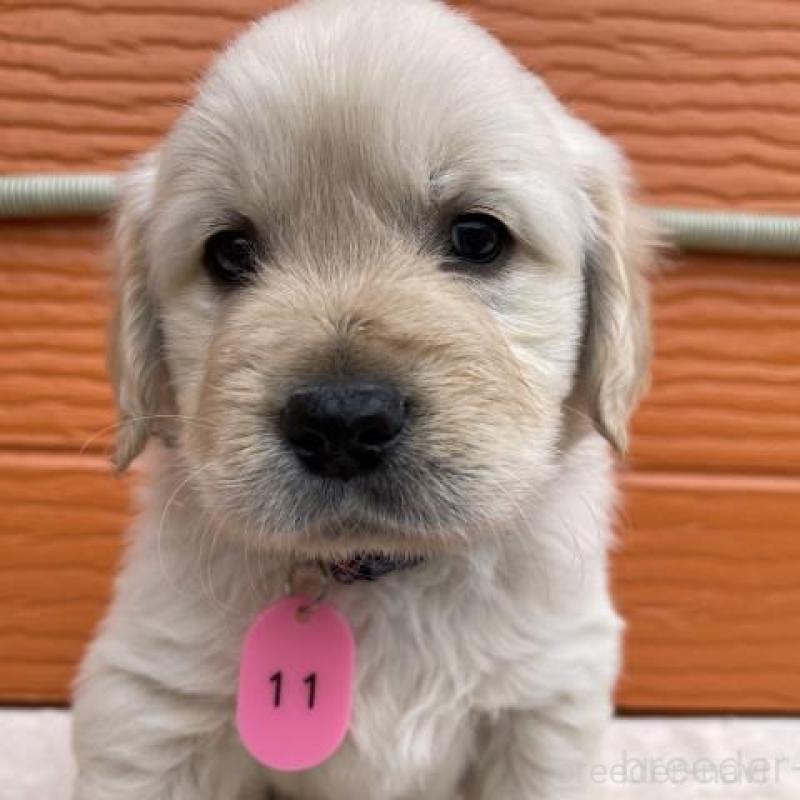 販売中の茨城県のゴールデンレトリーバー-447953の1枚目