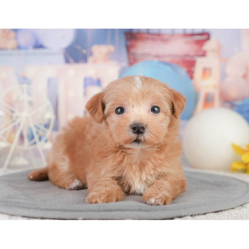 販売中の千葉県のミックス犬-448141の5枚目