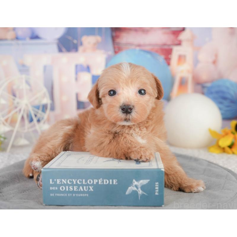 販売中の千葉県のミックス犬-448141の4枚目