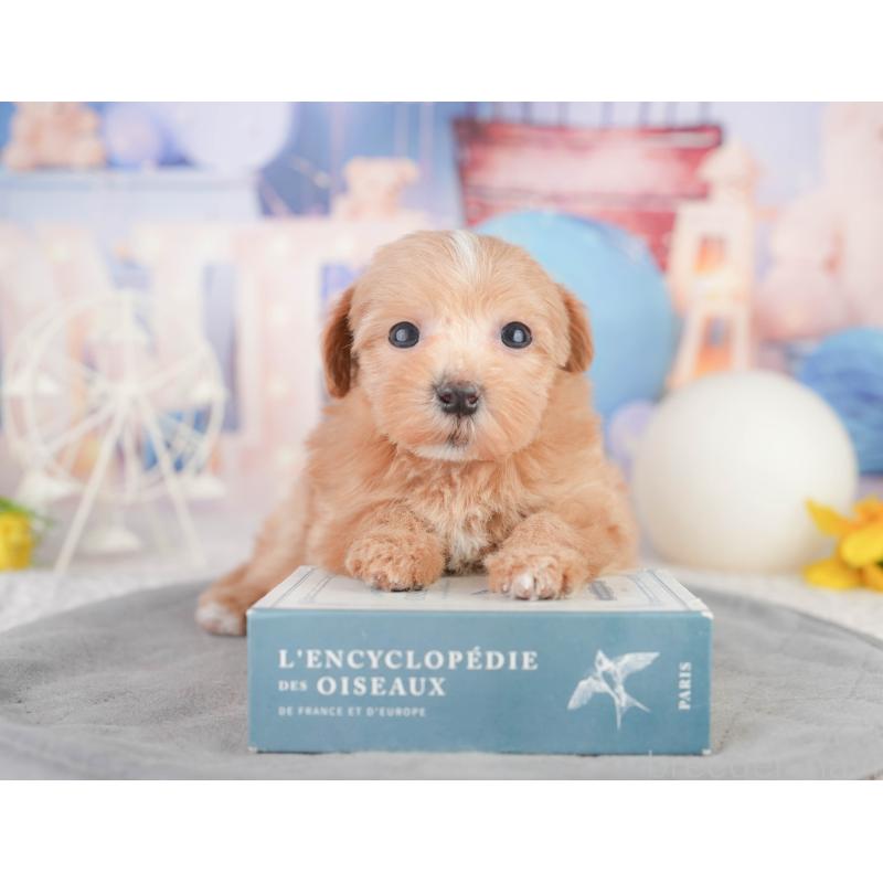 販売中の千葉県のミックス犬-448141の3枚目