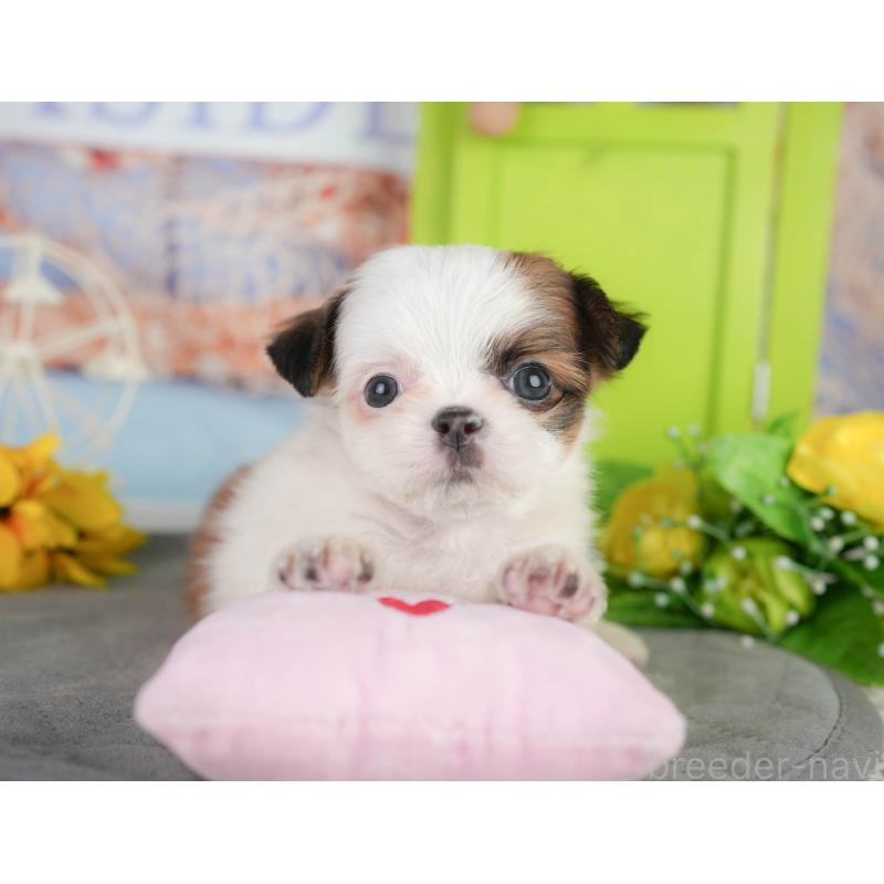 販売中の千葉県のミックス犬-448138の1枚目