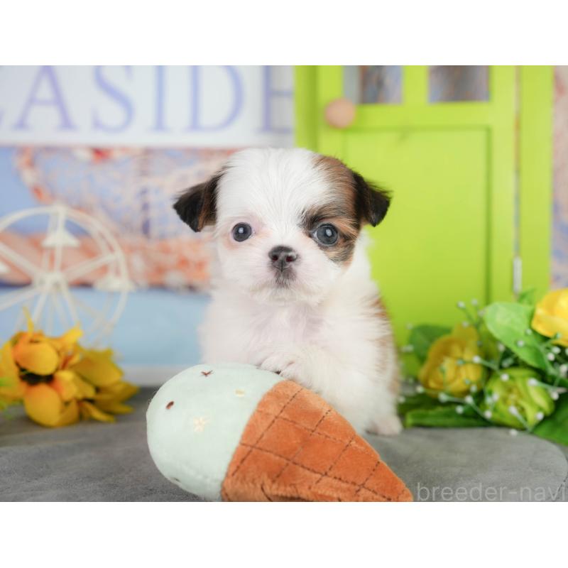 販売中の千葉県のミックス犬-448138の10枚目