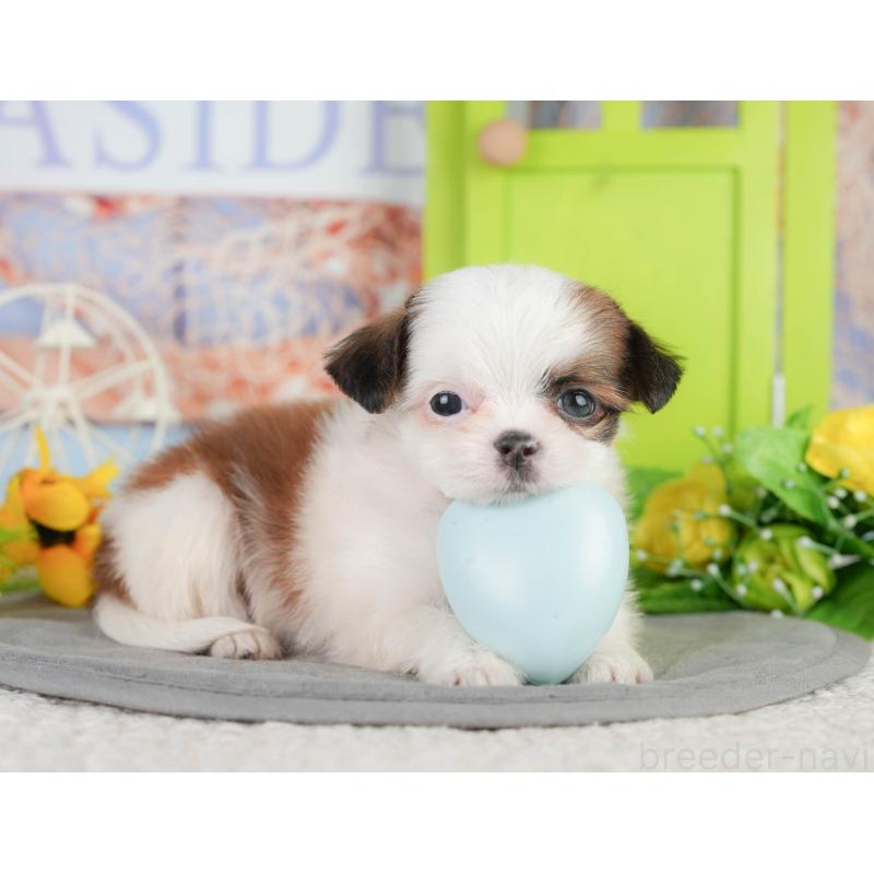 販売中の千葉県のミックス犬-448138の9枚目