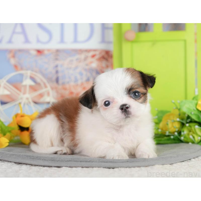 販売中の千葉県のミックス犬-448138の8枚目