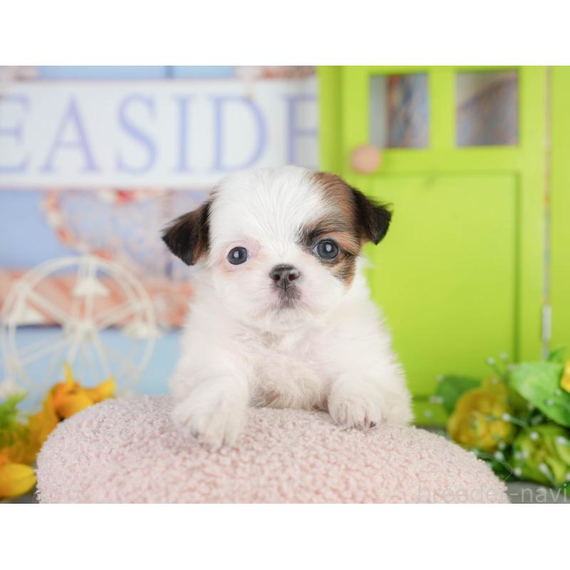 販売中の千葉県のミックス犬-448138の7枚目