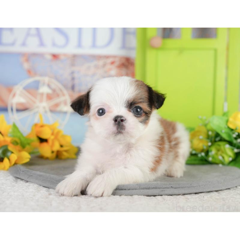 販売中の千葉県のミックス犬-448138の6枚目