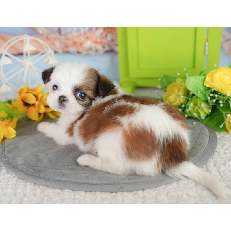 販売中の千葉県のミックス犬-448138の5枚目