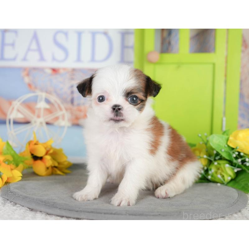 販売中の千葉県のミックス犬-448138の3枚目