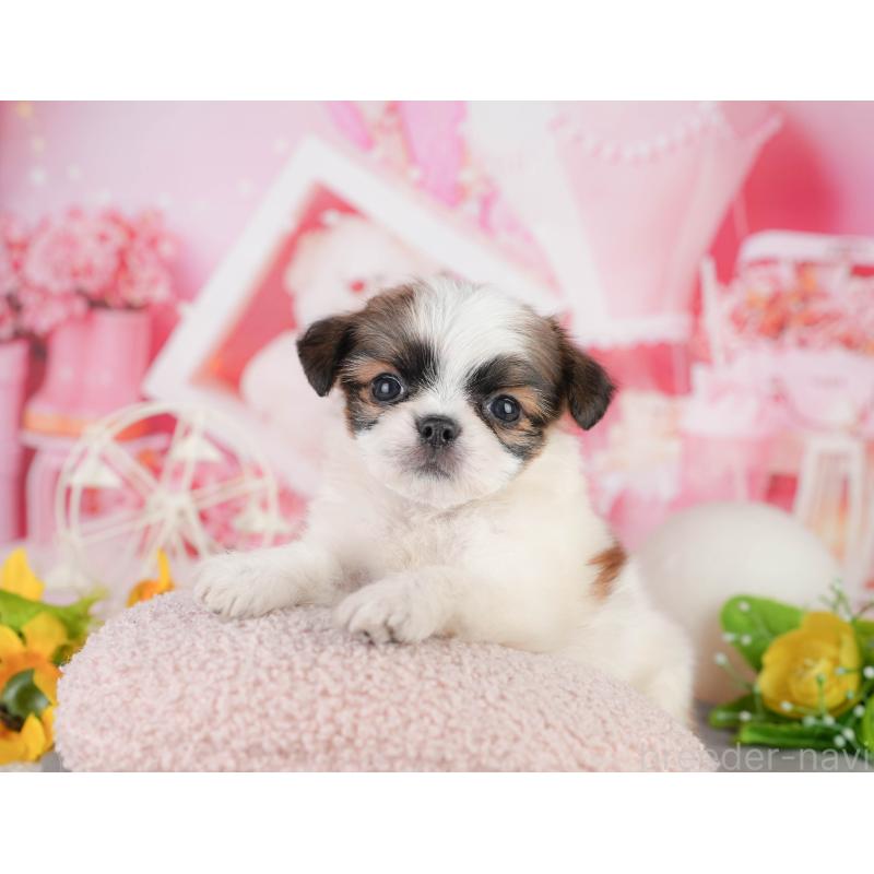 販売中の千葉県のミックス犬-448131の1枚目