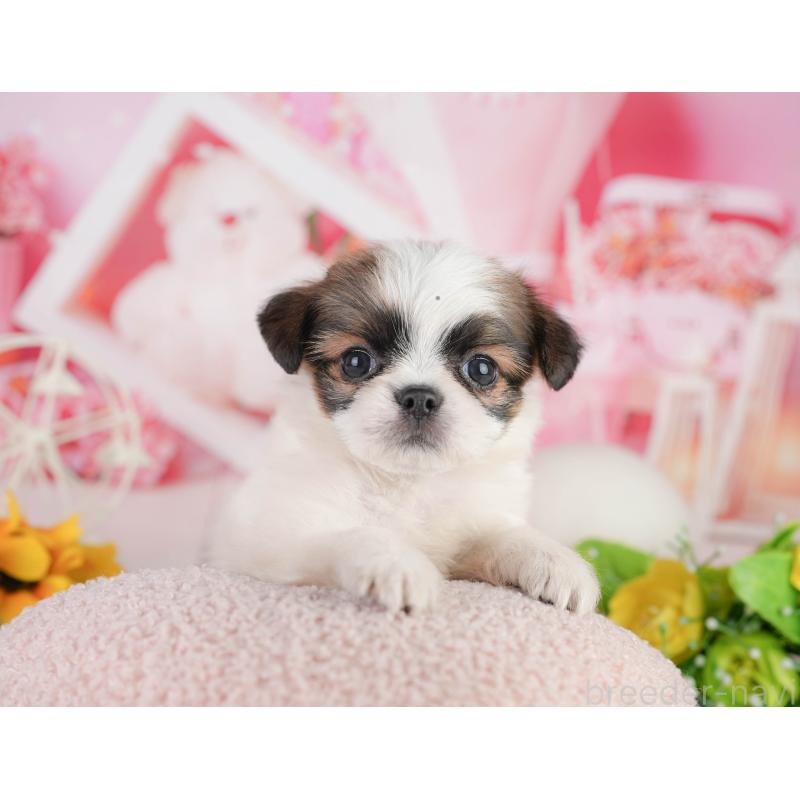 販売中の千葉県のミックス犬-448131の11枚目