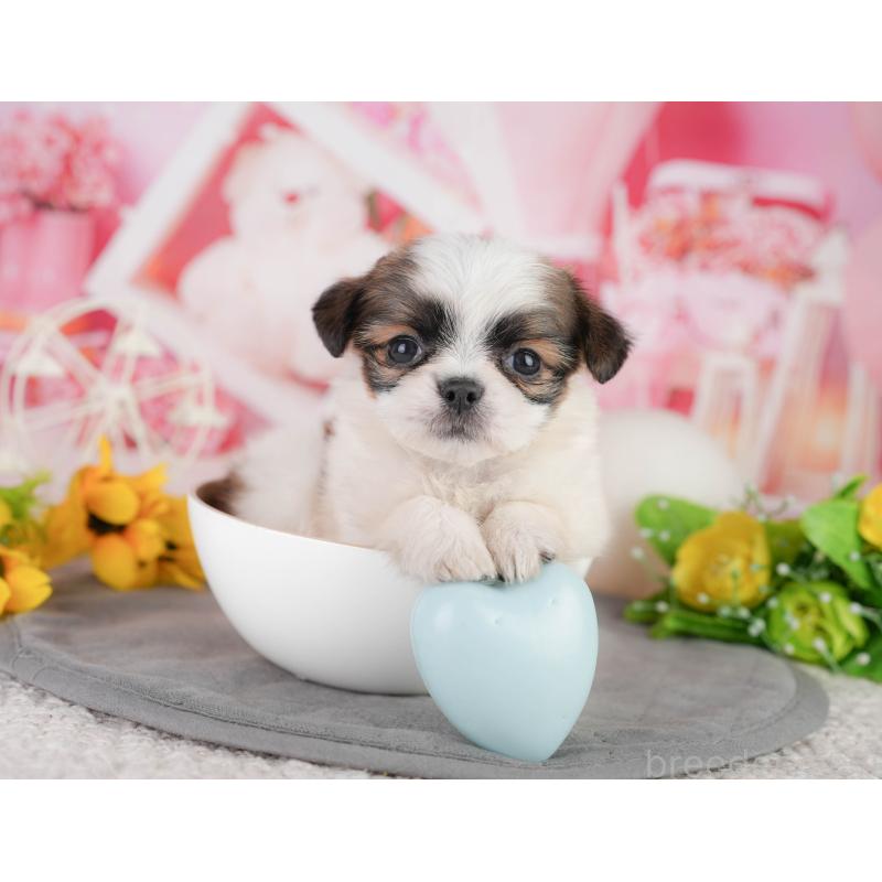 販売中の千葉県のミックス犬-448131の10枚目