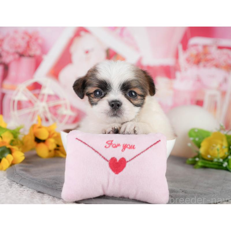 販売中の千葉県のミックス犬-448131の9枚目