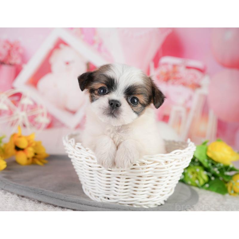 販売中の千葉県のミックス犬-448131の8枚目