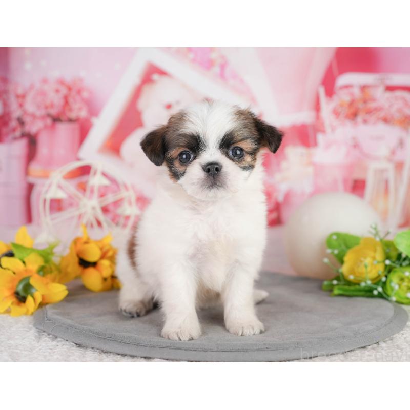 販売中の千葉県のミックス犬-448131の7枚目