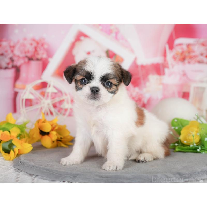 販売中の千葉県のミックス犬-448131の6枚目