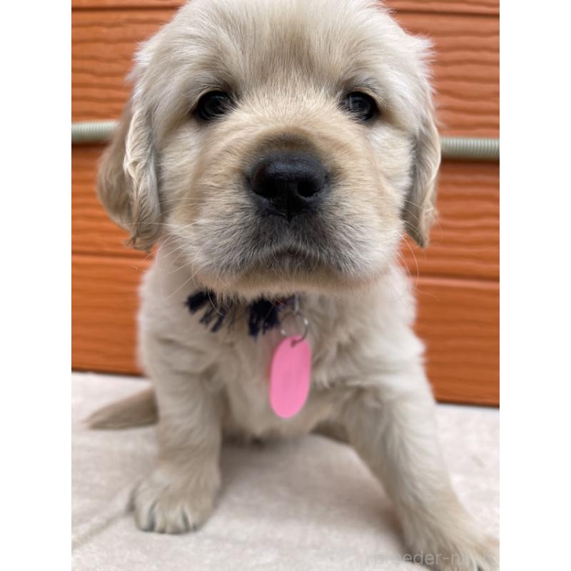 販売中の茨城県のゴールデンレトリーバー-447954の7枚目