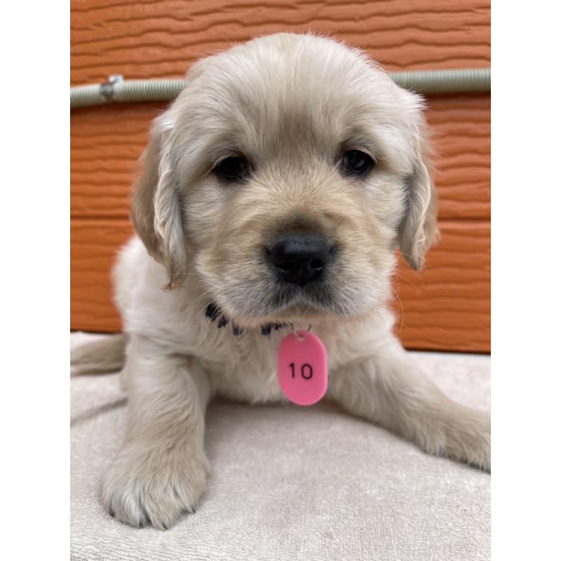 販売中の茨城県のゴールデンレトリーバー-447954の5枚目