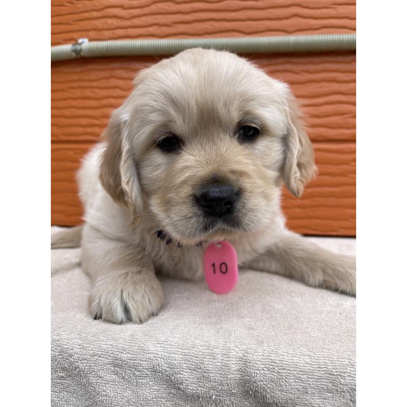 販売中の茨城県のゴールデンレトリーバー-447954の4枚目