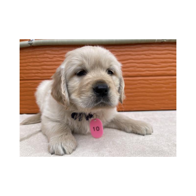 販売中の茨城県のゴールデンレトリーバー-447954の2枚目