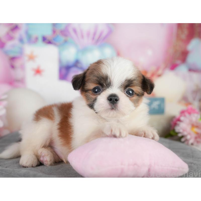 販売中の千葉県のミックス犬-448130の11枚目